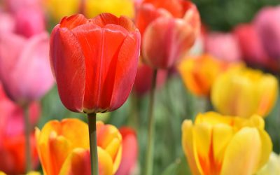 Klimawandel einmal anders