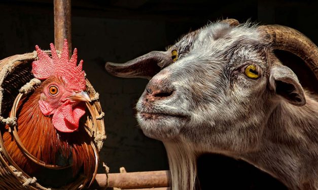 Menschen, Ziegen und Hühner – Dankbarkeit lernen