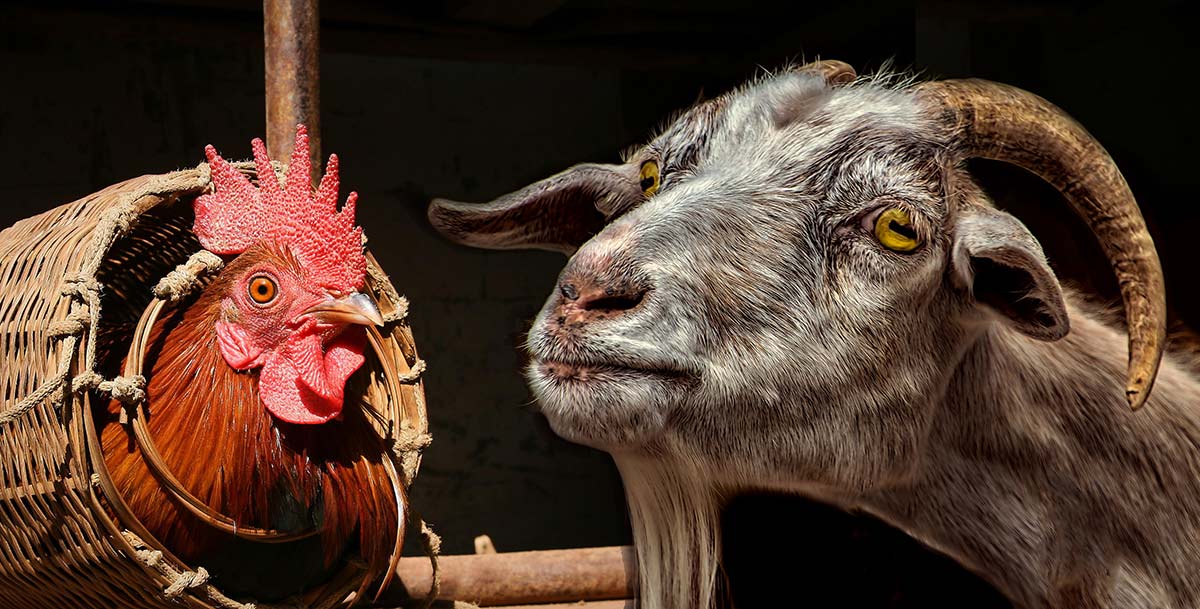 Fotomontage: Huhn und Ziege (Fotos: Michi Nordlicht und Danien Kirsch, pixabay)