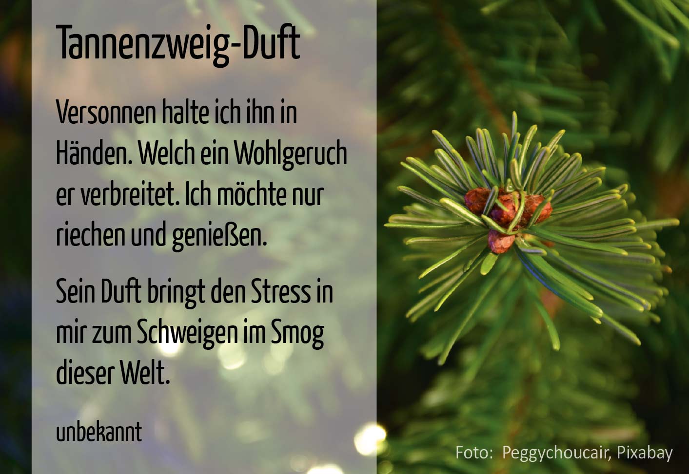 Tannenzweig-Duft (Foto Tannenzweig: Peggychoucair, Pixabay)