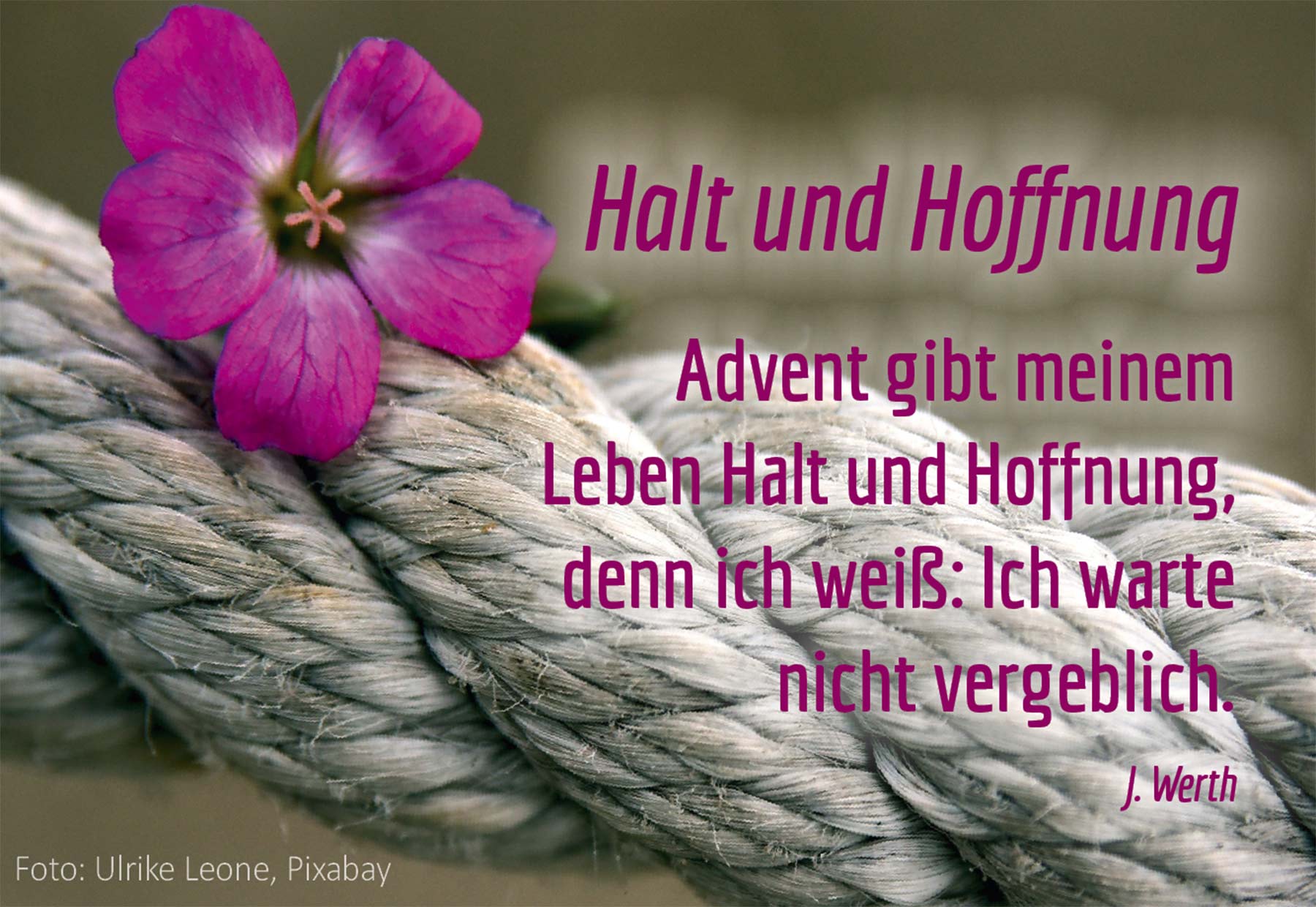 Spirituelles - Halst und Hoffnung (Foto Blume und Seil: Ulrike Leone, Pixabay)