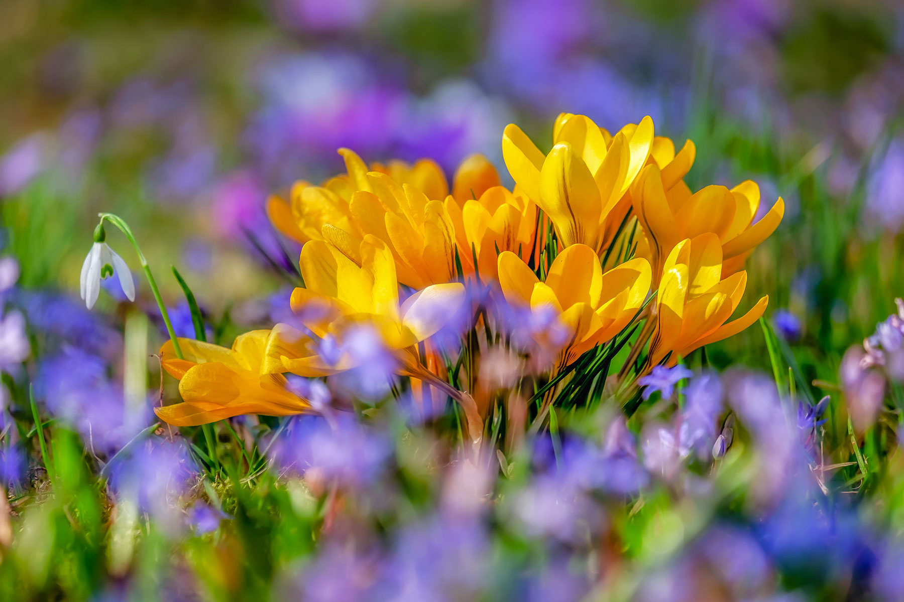 Frühlingsblumen (Foto: couleur, pixabay)