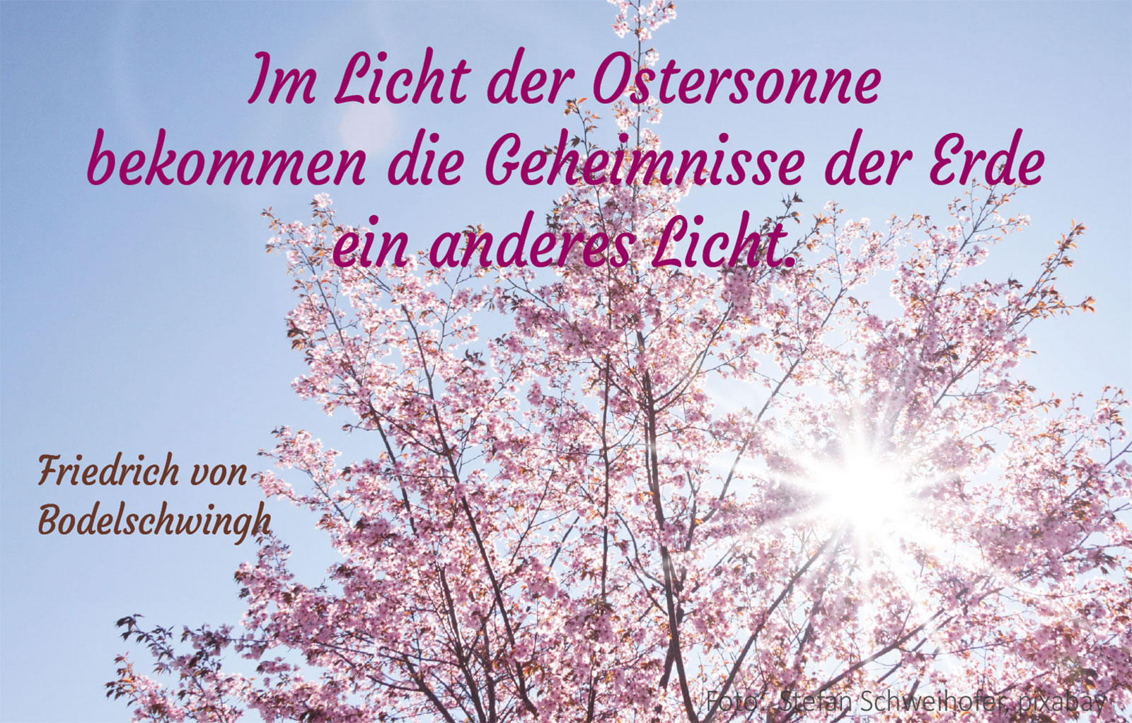 Im Licht der Ostersonne (Blühender Baum, Foto: Stefan Schweihofer, Pixabay)