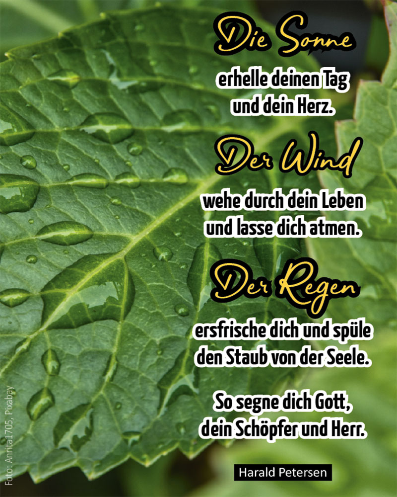 Segen (Foto: Blätter mit Regentropfen, rain-5275624, Anrita1705, pixabay)