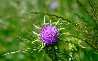 Das Geheimnis der Distel