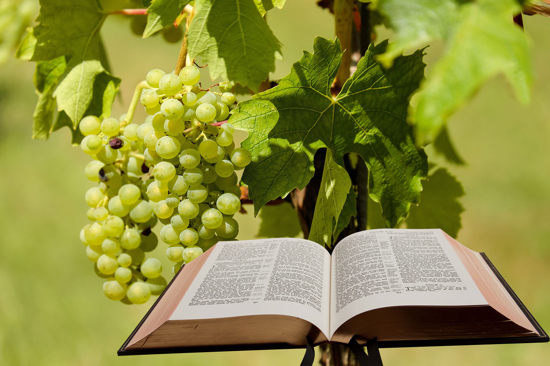 Bibel und Wein (Foto: pixabay)