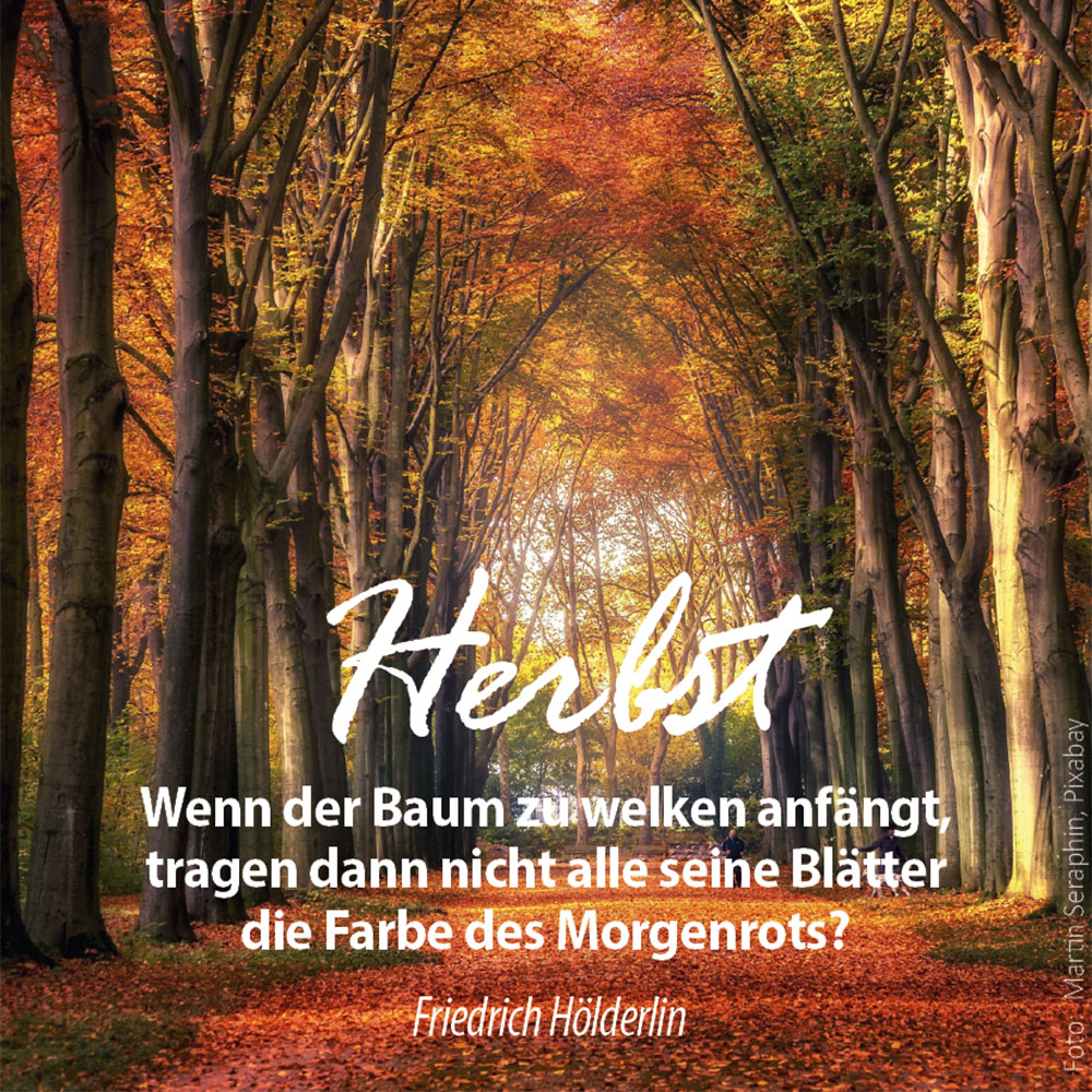 Waldweg im Herbst (Foto: Martin Seraphin, Pixabay)