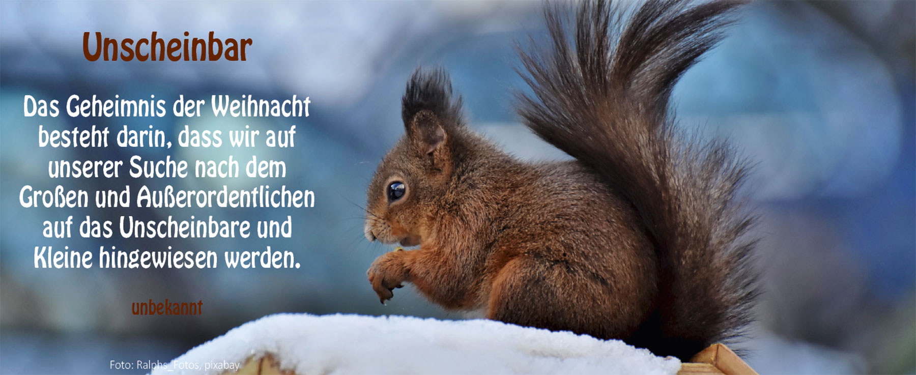 Unscheinbar (Foto Eichhörnchen: Ralphs Fotos, pixabay)