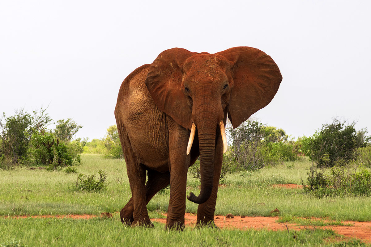 Elefant (Foto: muradswaleh, pixabay)