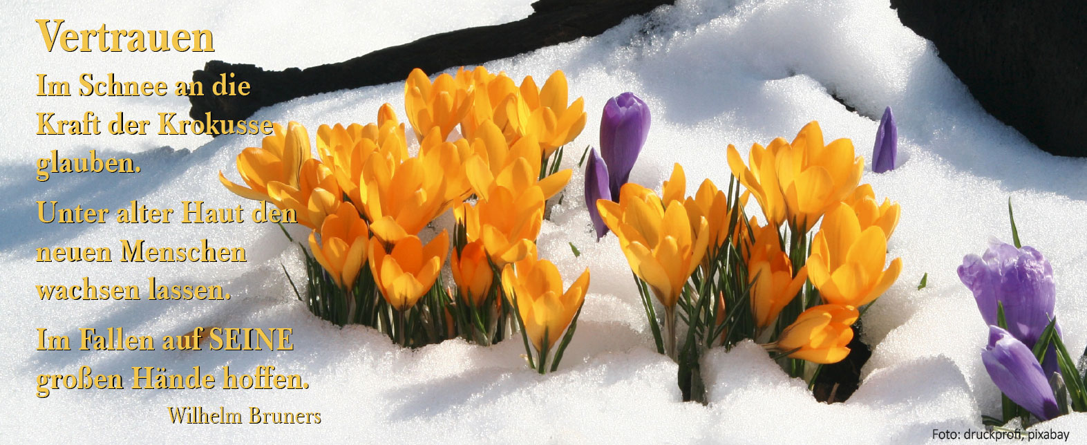 VERTRAUEN (Foto: Krokus im Schnee, druckprofi, pixabay)