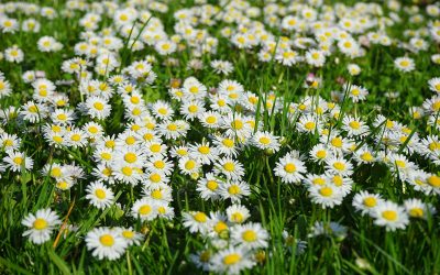 Wie ein Gänseblümchen