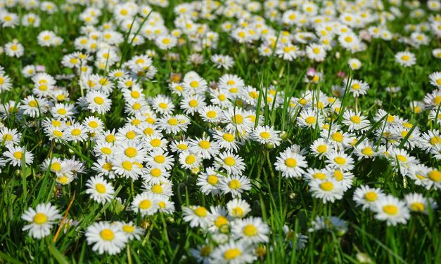 Wie ein Gänseblümchen