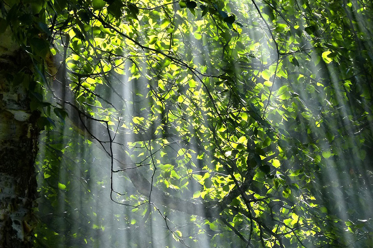 Lichtstrahlen im Wald (Foto: ArtTower - BrigitteWerner, pixabay) Lichtstrahlen im Wald (Foto: ArtTower - BrigitteWerner, pixabay)