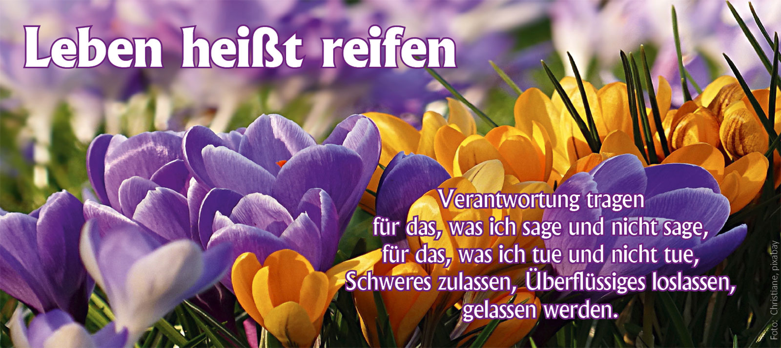 Leben hei&szlig;t reifen (Foto: Fr&uuml;hlingsblumen, oldifan, pixabay)