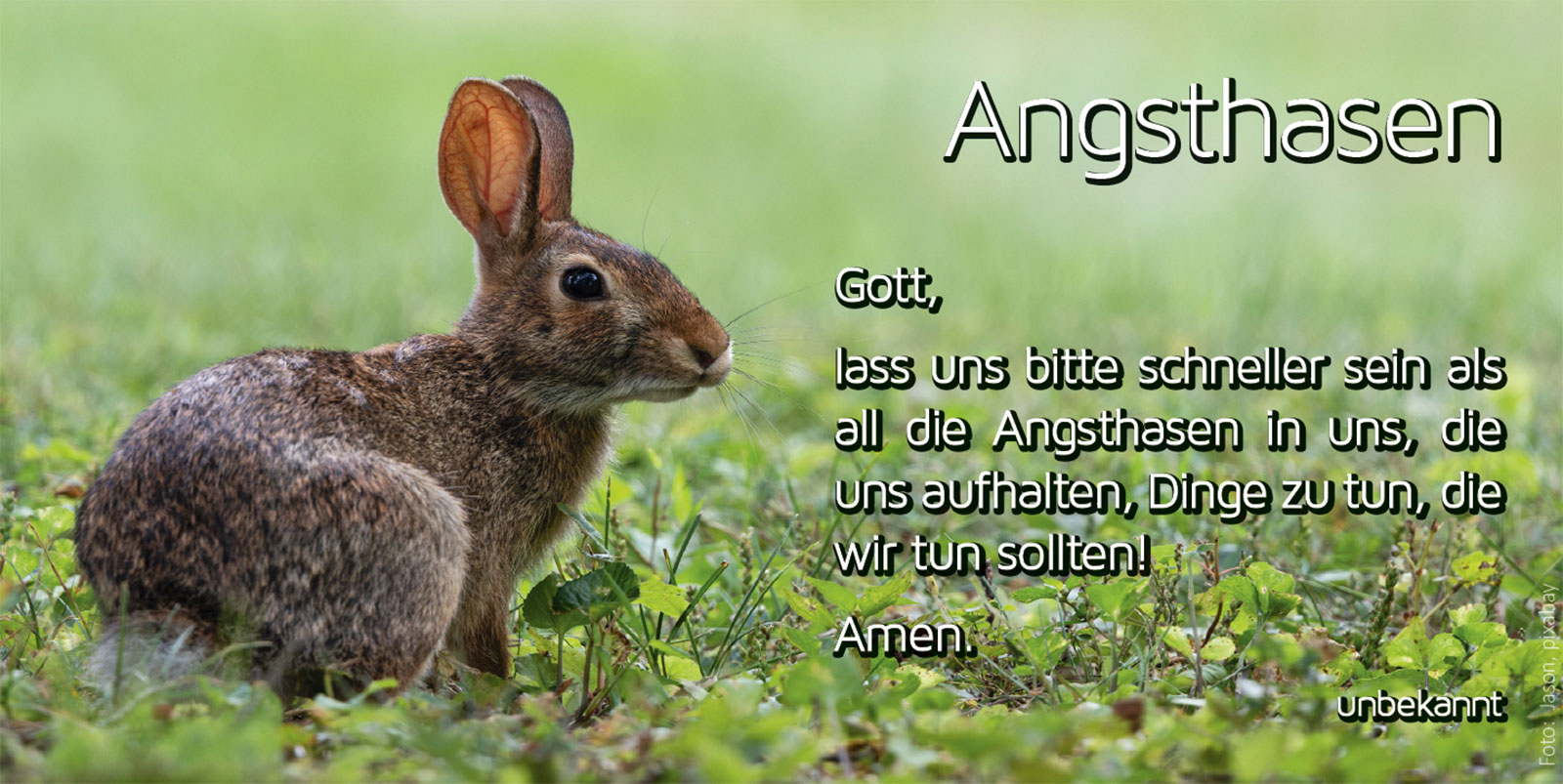 Angsthase (Bild: trek jason, pixabay.com)