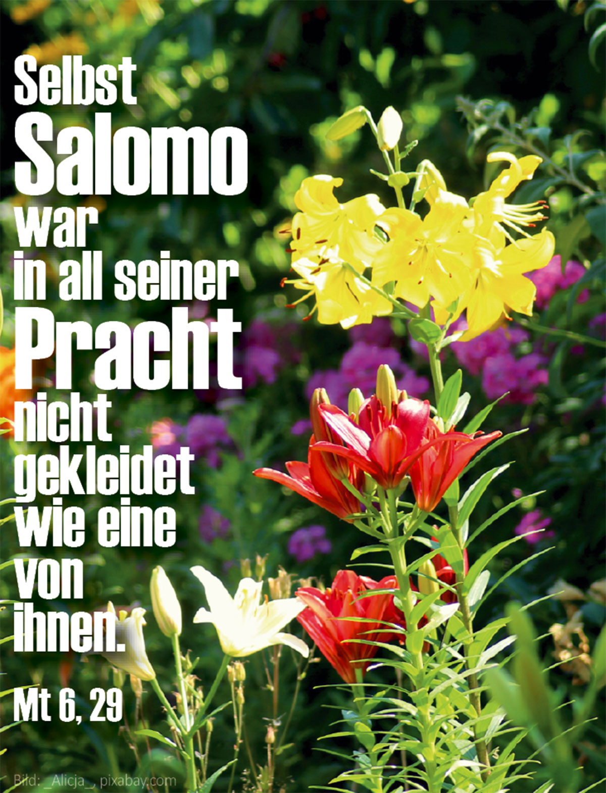 Karte zu Mt 6, 29 (Foto: Alicja, pixabay.com)